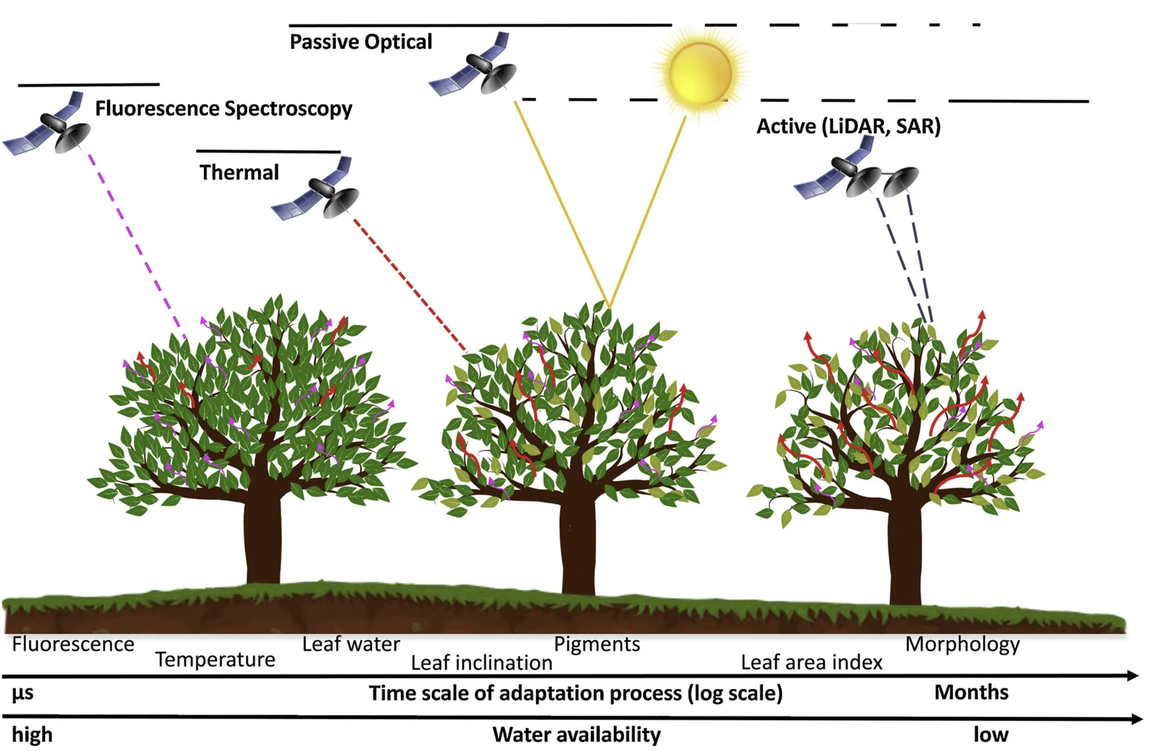A timeline of a plant's response to declining water availability, mapping remote sensing techniques to each stage: fluorescence spectroscopy at the earliest (microseconds to minutes), then thermal, then passive optical reflectance, and finally active LiDAR and SAR for the slowest structural changes over weeks to months.