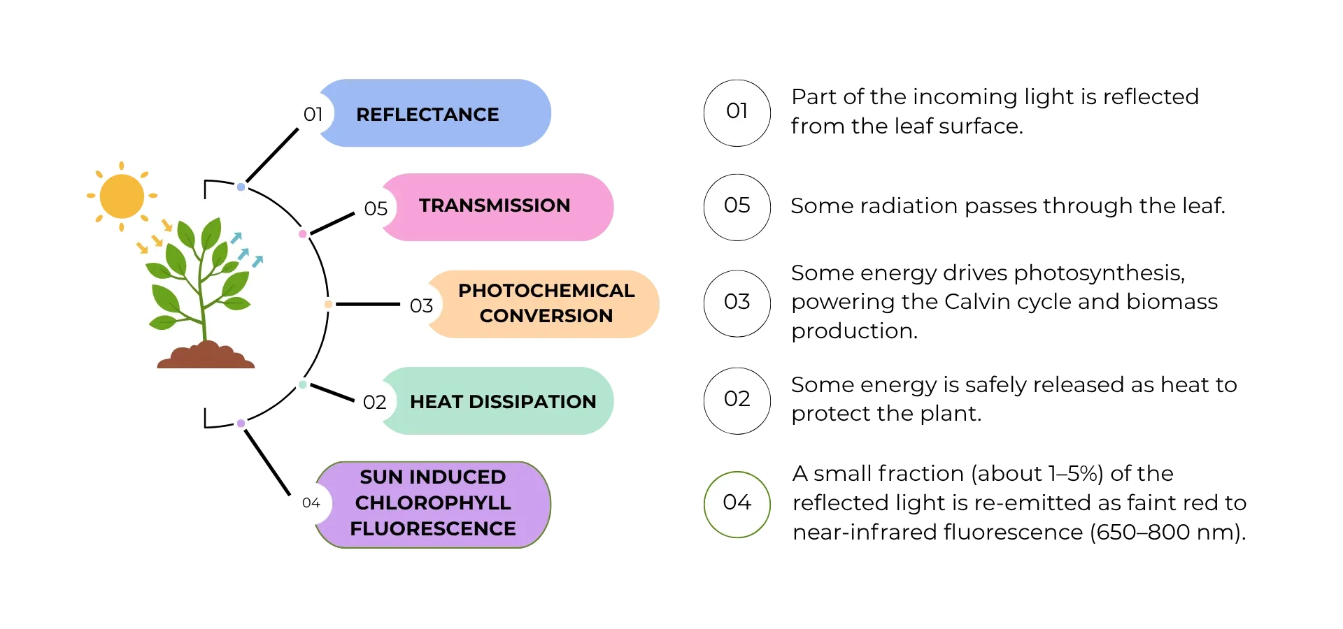 The five pathways of sunlight interacting with a leaf